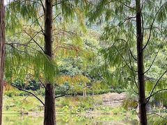 -深圳仙湖植物园