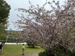 -武汉大学-樱园