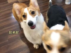 -柯斗斗主题餐厅·狗咖·围炉煮茶·茶饮(国瑞升平里店)