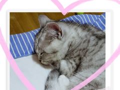 -圣宠宠物(平吉花卉市场店)