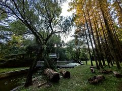 -上海共青森林公园