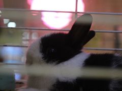 -宠物兔专门店(天丰利市场店)