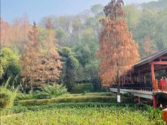 -重庆彩云湖湿地公园