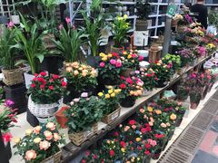 -秦美花卉(天朗·莱茵小城2期店)