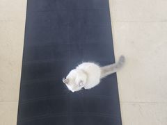 -佳雯宠物医院·皮肤科·内外科(春晓路分院)