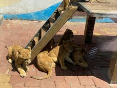 -大连森林动物园