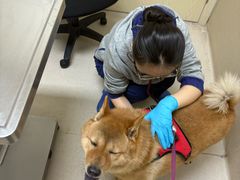 -爱妮康宠物医院·干细胞免疫细胞·肿瘤·心脏(张江店)