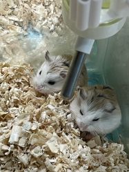-神奇动物撸宠馆·羊驼·小浣熊·异宠(豫园店)