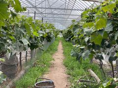 -马陆小张葡萄园农家乐