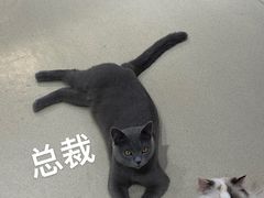 -藏猫猫咖啡主题馆(中央大道店)