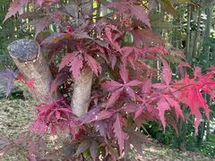 -敬亭山风景名胜区