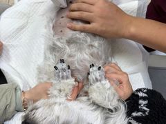 -美联众合动物医院·24h转诊中心
