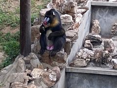 -石家庄市动物园