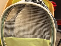 -北京观赏动物医院·24小时大型综合·猫专科·异宠专科