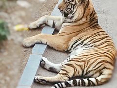 -大连森林动物园