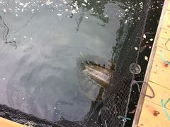 -蓝湾碧波·老字号·疍家非遗海上餐厅