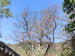 -塔川景区