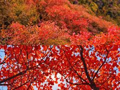 -秦岭风景区