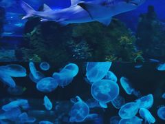-江和美海洋公园