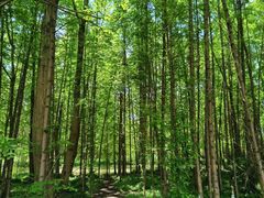 -桤木河湿地公园