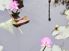 -芒洲湿地公园