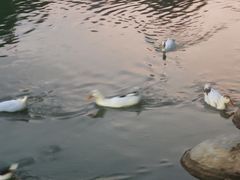 -莲湖公园