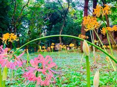-杭州植物园