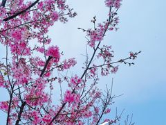 -狐尾山公园