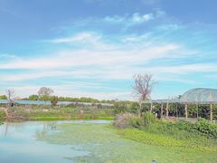 -马陆小张葡萄园农家乐