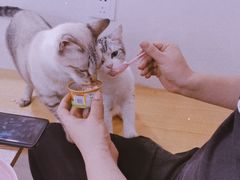 -李小姐の猫咖啡馆(五角场店)