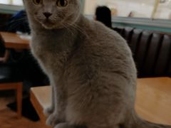 -猫小院猫主题餐厅(三里屯店)