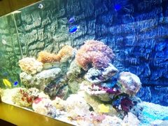 -北戴河圣蓝海洋公园