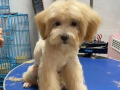 -乐琪宠物医院·犬猫专科·骨外科·急重症