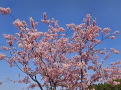 -新江湾城公园