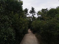 -巢湖姥山岛