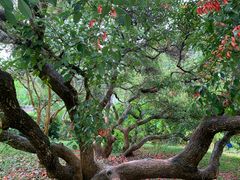 -中国科学院西双版纳热带植物园