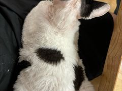 -有喵·猫咖·狗咖·30几只猫10只小狗(岗厦店)