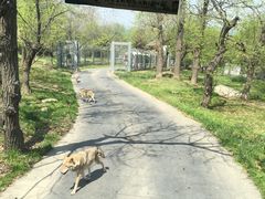 -西安秦岭野生动物园