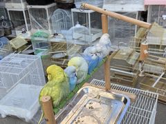 -哈尔滨道外花鸟鱼市场