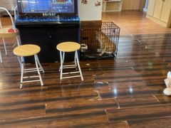 -豆柴町-柴犬主题狗咖(红鼎国际C座店)