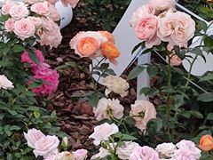 -深圳国际园林花卉博览园