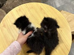 -楼上猫咖(罗湖店)
