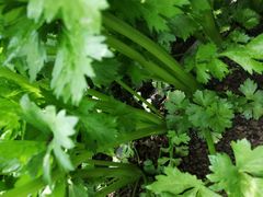 -莱西月湖公园