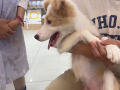 -翊宠yipet猫狗购宠庄园