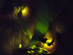 -西涌国际滨海旅游区