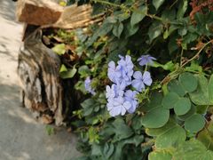 -花苑里咖啡(威远店)