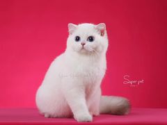 -超宠爱宠物摄影-Super pet