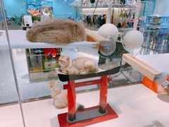 -momokira米努特·德文卷毛猫·棉花面纱犬