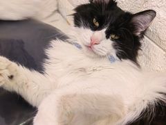 -平行世界·猫咖(首经贸店)