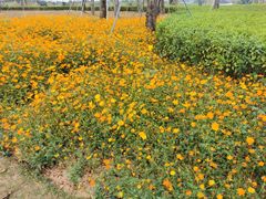 -芒洲湿地公园